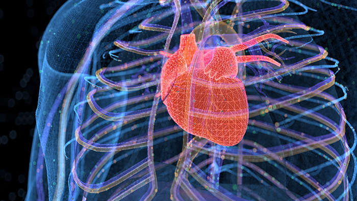 Computerized image of the human heart 